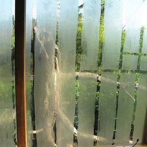 Langur/Muntjac/Pheasant Habitat Glass Temporarily Covered