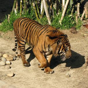 Sumatran Tiger