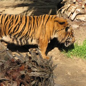 Sumatran Tiger