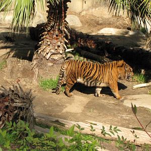 Sumatran Tiger