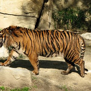Sumatran Tiger