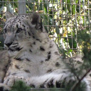 Young Snow Leopard