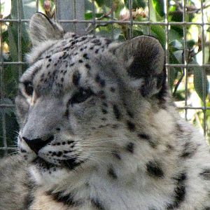 Young Snow Leopard