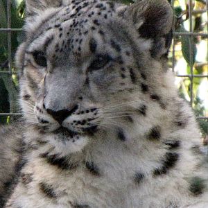 Young Snow Leopard