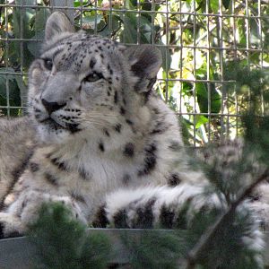 Young Snow Leopard