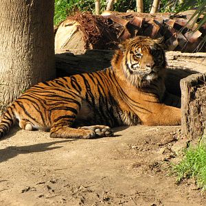 Sumatran Tiger