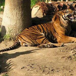 Sumatran Tiger