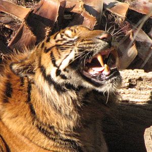 Sumatran Tiger