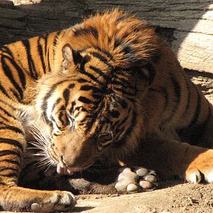 Sumatran Tiger