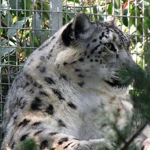 Adult Female Snow Leopard