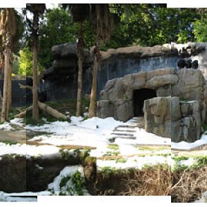 chimpanzee habitat with snow