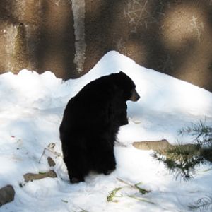 black bear in snow
