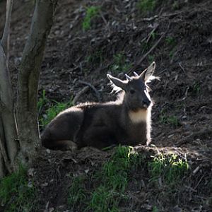 magic light on goral