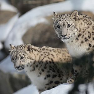 snow leopard cubs in snow