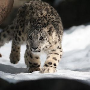 snow leopard cub in snow