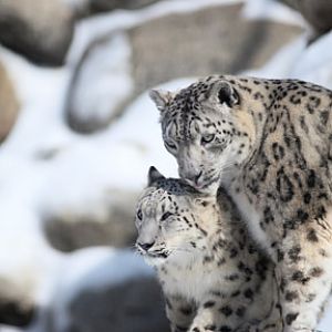 snow leopard mom and cub