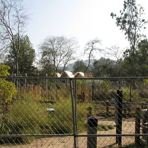 Pachyderm Forest Taking Shape