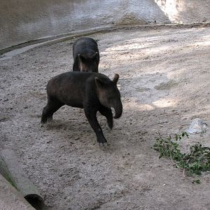 Mountain Tapir Romp