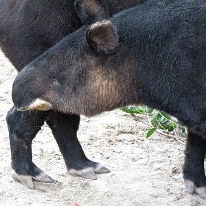 Mountain Tapirs