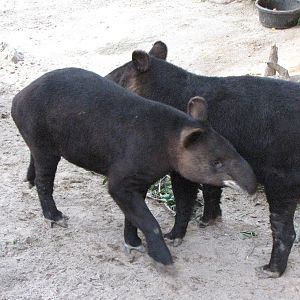 Mountain Tapirs