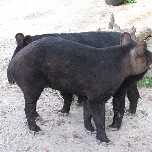 Mountain Tapirs