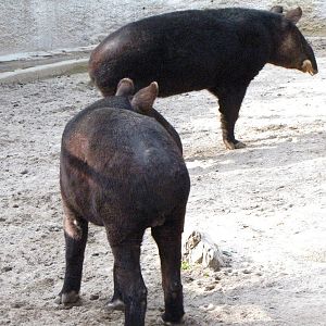 Mountain Tapirs