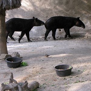 Mountain Tapirs