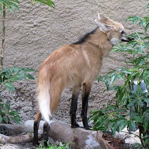 Maned Wolf