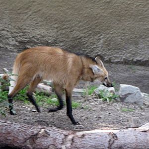 Maned Wolf