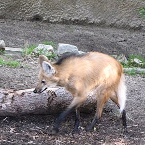 Maned Wolf