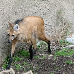 Maned Wolf