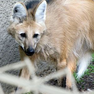 Maned Wolf