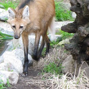 Maned Wolf