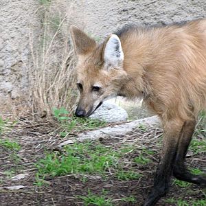 Maned Wolf