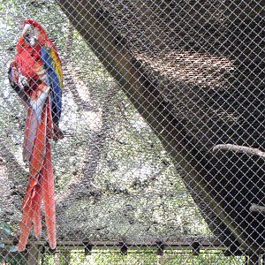 Scarlet Macaw