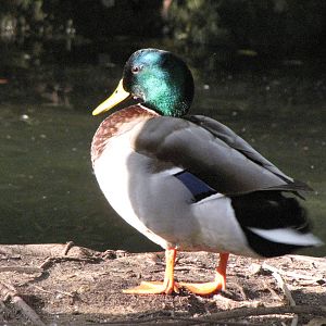 Wild Male Mallard