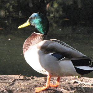 Wild Male Mallard