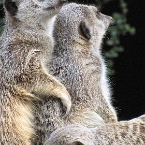 Meerkat Togetherness