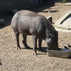 Brazilian Tapir