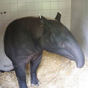 Malyian Tapir