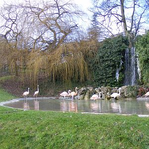 Enclosure for Chilean and Caribbean flamingoes at Dudley Zoo, 12 February 2