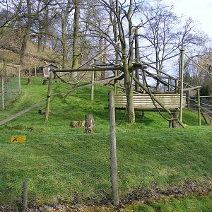 Enclosure for Colombian black spider monkeys at Dudley Zoo, 12 February 201