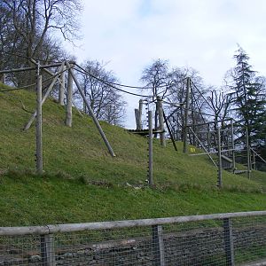 Enclosure for Sulawesi crested macaques at Dudley Zoo, 12 February 2010
