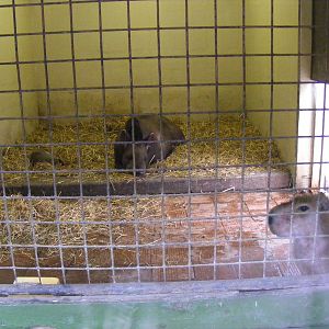 Mara, Brazilian tapir and capybara at Dudley Zoo, 12 February 2010