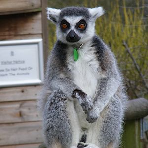 Ring-tailed lemur at Dudley Zoo, 12 February 2010