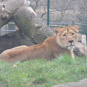 Asha or Kyra the Asiatic lion at Dudley Zoo, 12 February 2010