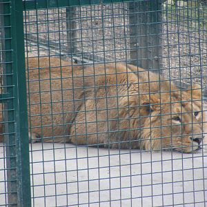Itar the Asiatic lion at Dudley Zoo, 12 February 2010