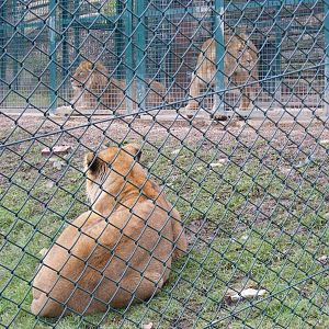 Itar, Asha and Kyra the Asiatic lions at Dudley Zoo, 12 February 2010