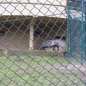 Enclosure for Asiatic lions at Dudley Zoo, 12 February 2010
