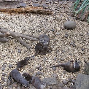 Asian small-clawed otters at Dudley Zoo, 12 February 2010